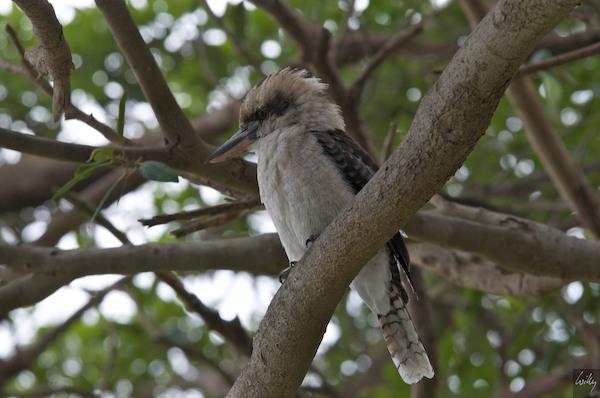 AustraliaAdelaide 10  065